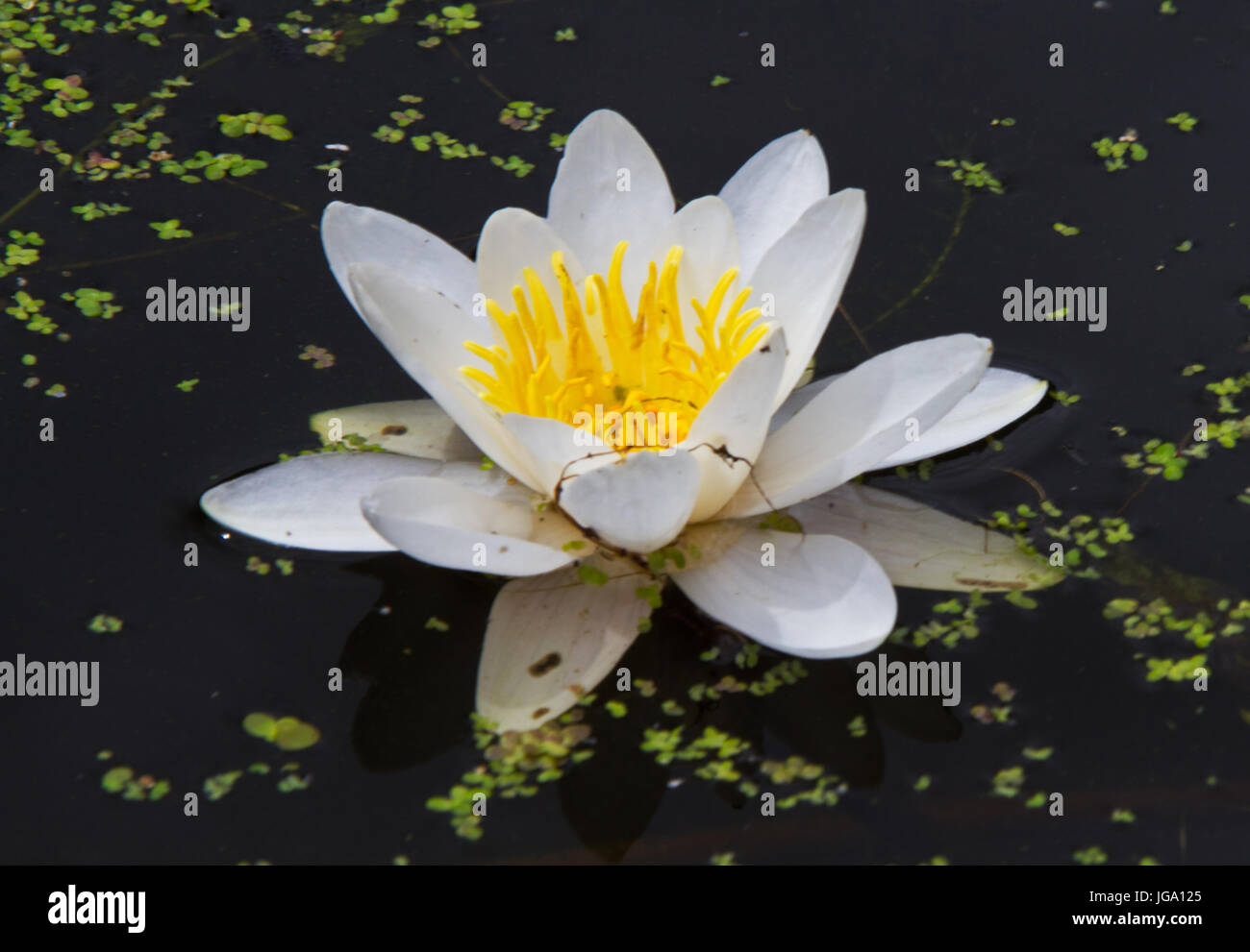 White water lily e alcune lenti d'acqua Foto Stock