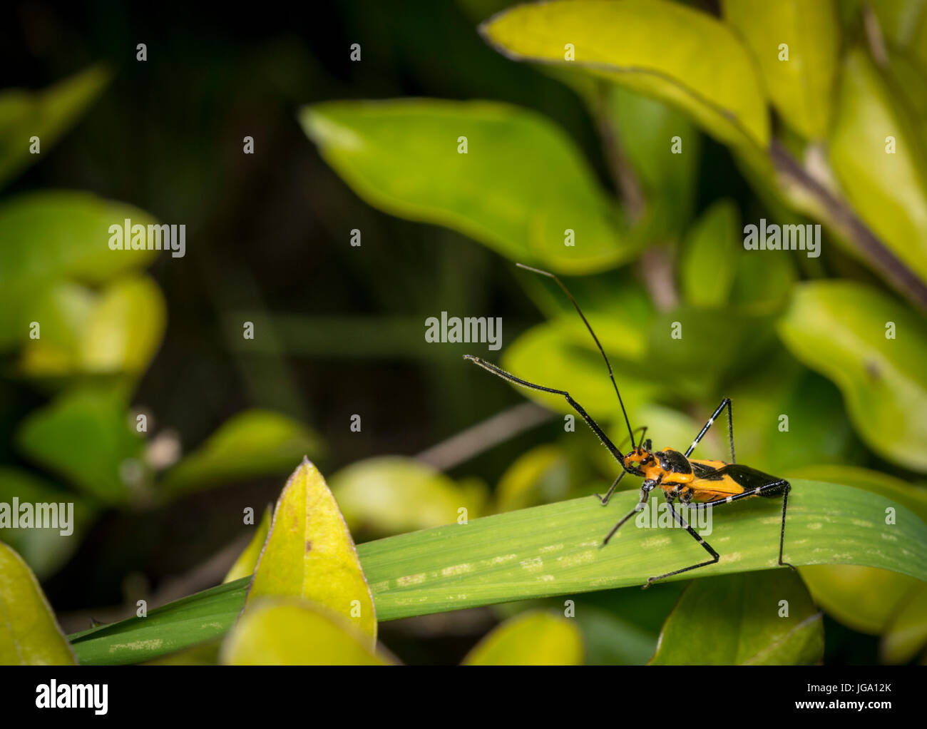 Pyrrhocoridae bug in appoggio su una foglia di pianta Foto Stock