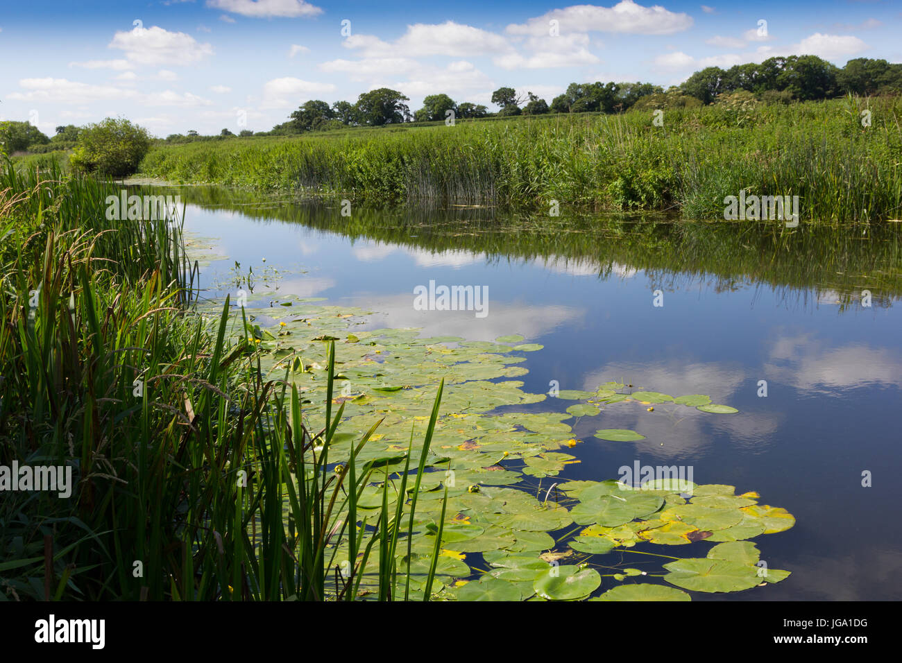 Il fiume Stour nel Dorset Foto Stock