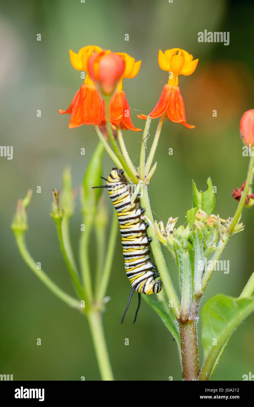 La Monarch Caterpillar, "Danaus plexippus", dal Costa Rica Foto Stock