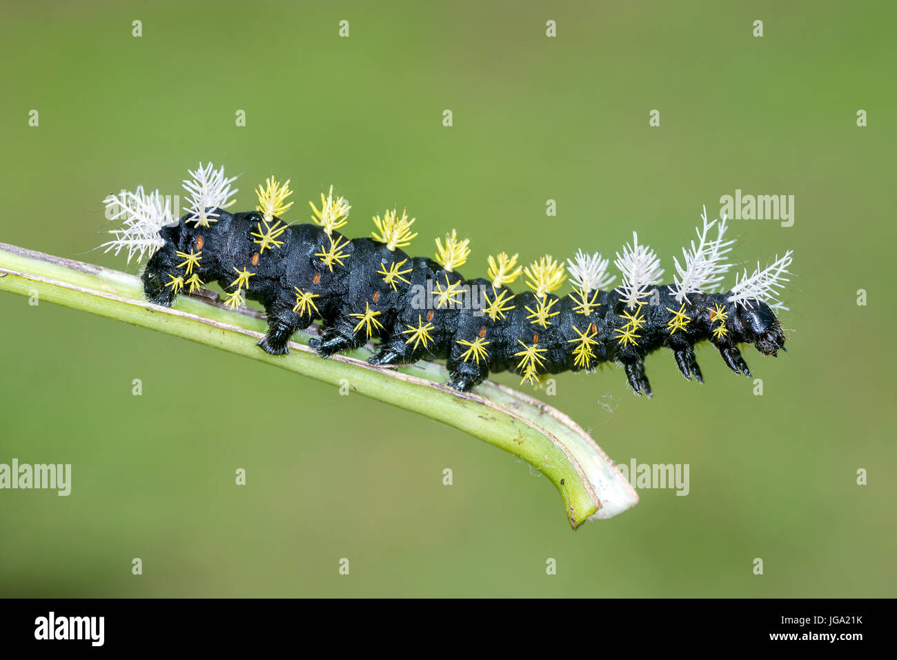 Saturniidae Caterpillar, "Leucanella hosmera"-Arenal, Costa Rica Foto Stock