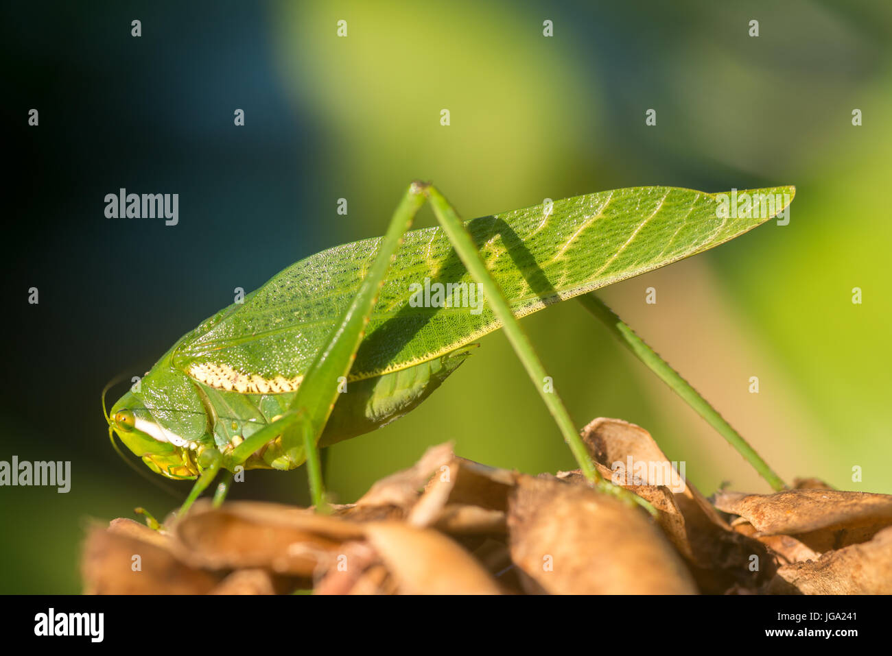 Katydid, "Philophyllia guttulata"-La Selva, Costa Rica Foto Stock