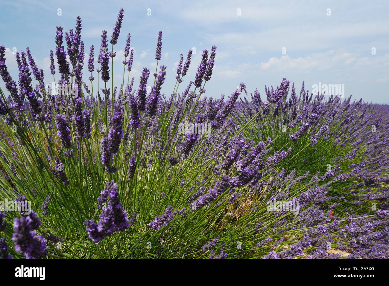 Fioritura di campi di lavanda in Provenza, Francia Foto Stock