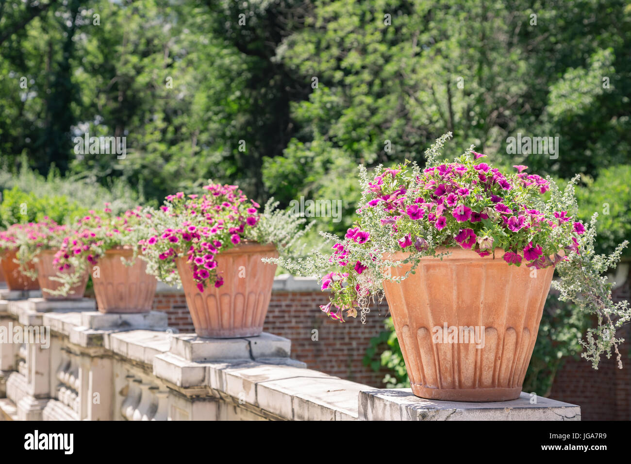 Rosa nelle petunie in grandi vasi di ceramica in un giardino Foto Stock