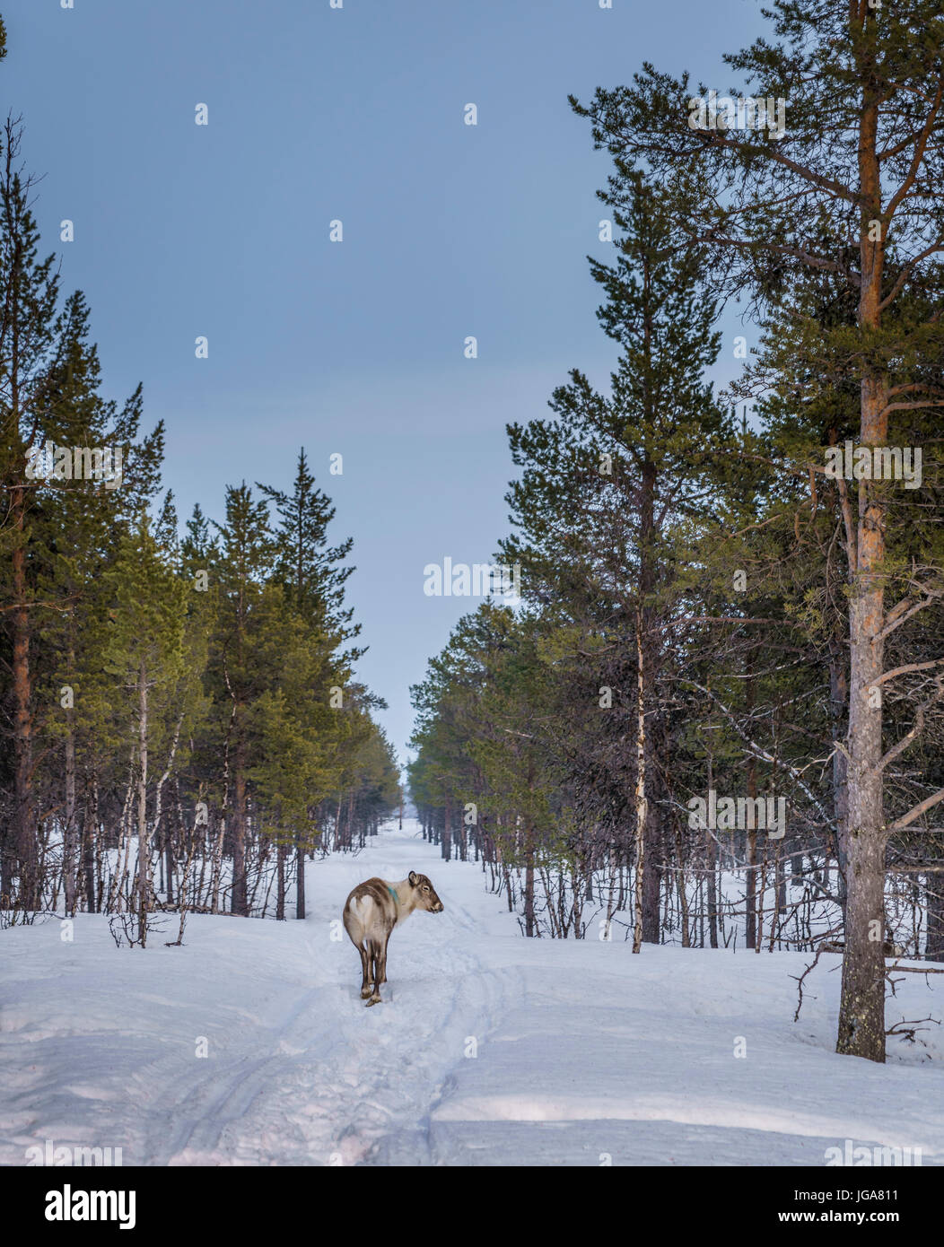 Le renne nella neve, Lapponia, Svezia Foto Stock
