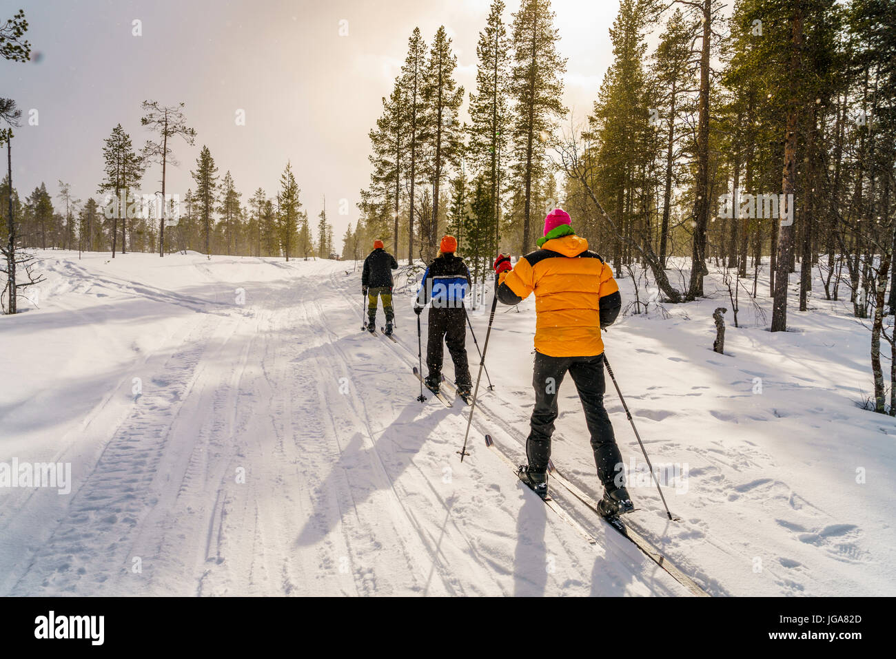 Sci di fondo, Lapponia, Finlandia Foto Stock