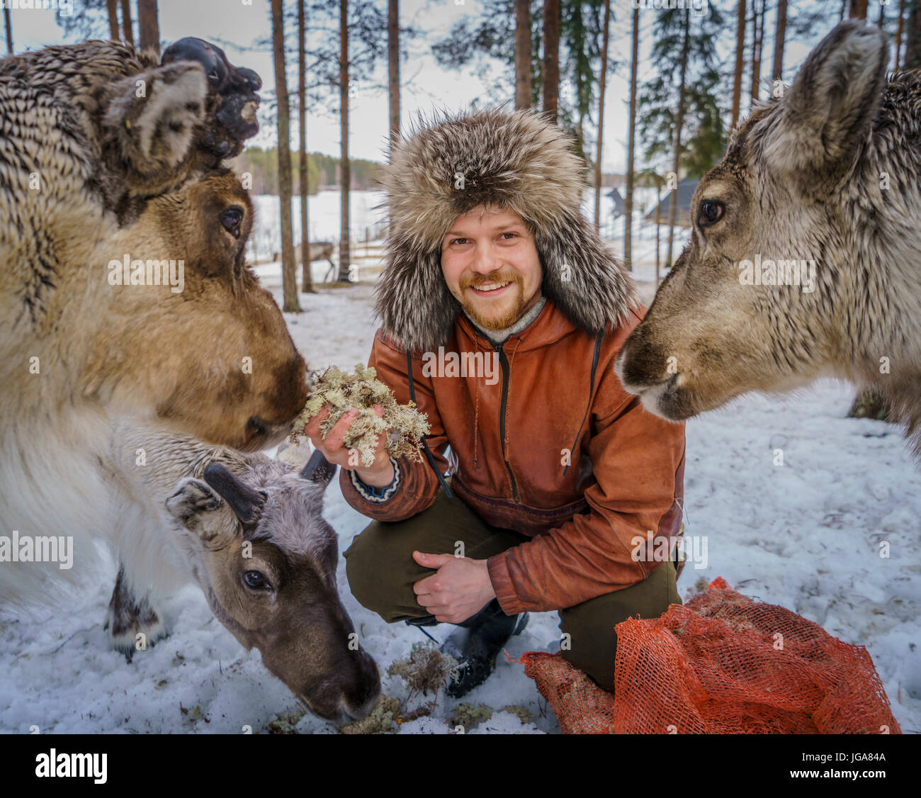 Uomo in un cappello di pelliccia alimentando le renne, Lapponia, Finlandia Foto Stock