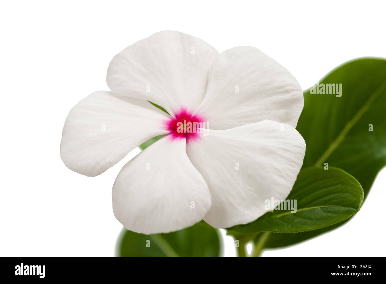 Pervinca Nana Bianca 'Little Blanche' – 250 Semi OVM Seeds Di Catharanthus Roseus