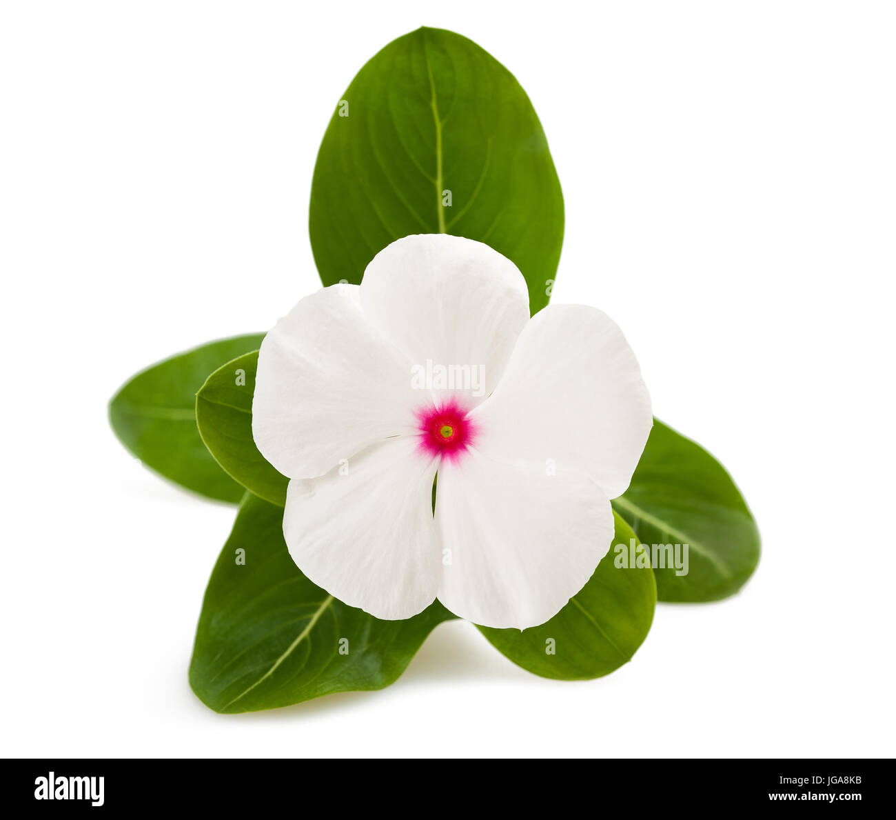 Fiore di pervinca isolato su bianco Foto Stock