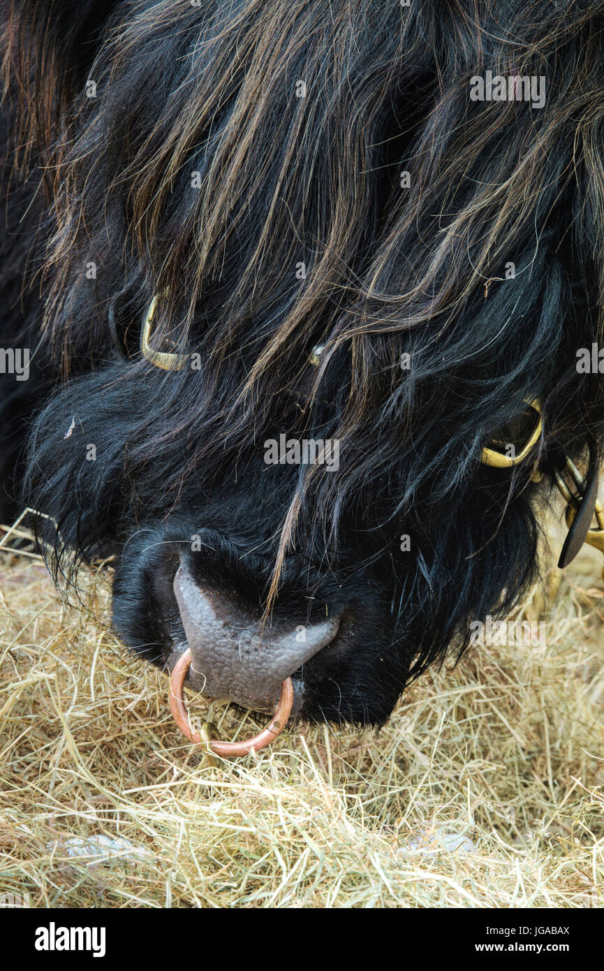 Bos taurus. Nero mucca Highland bull viso e naso anello in mostra a Hanbury paese mostrano, Worcestershire. Regno Unito Foto Stock