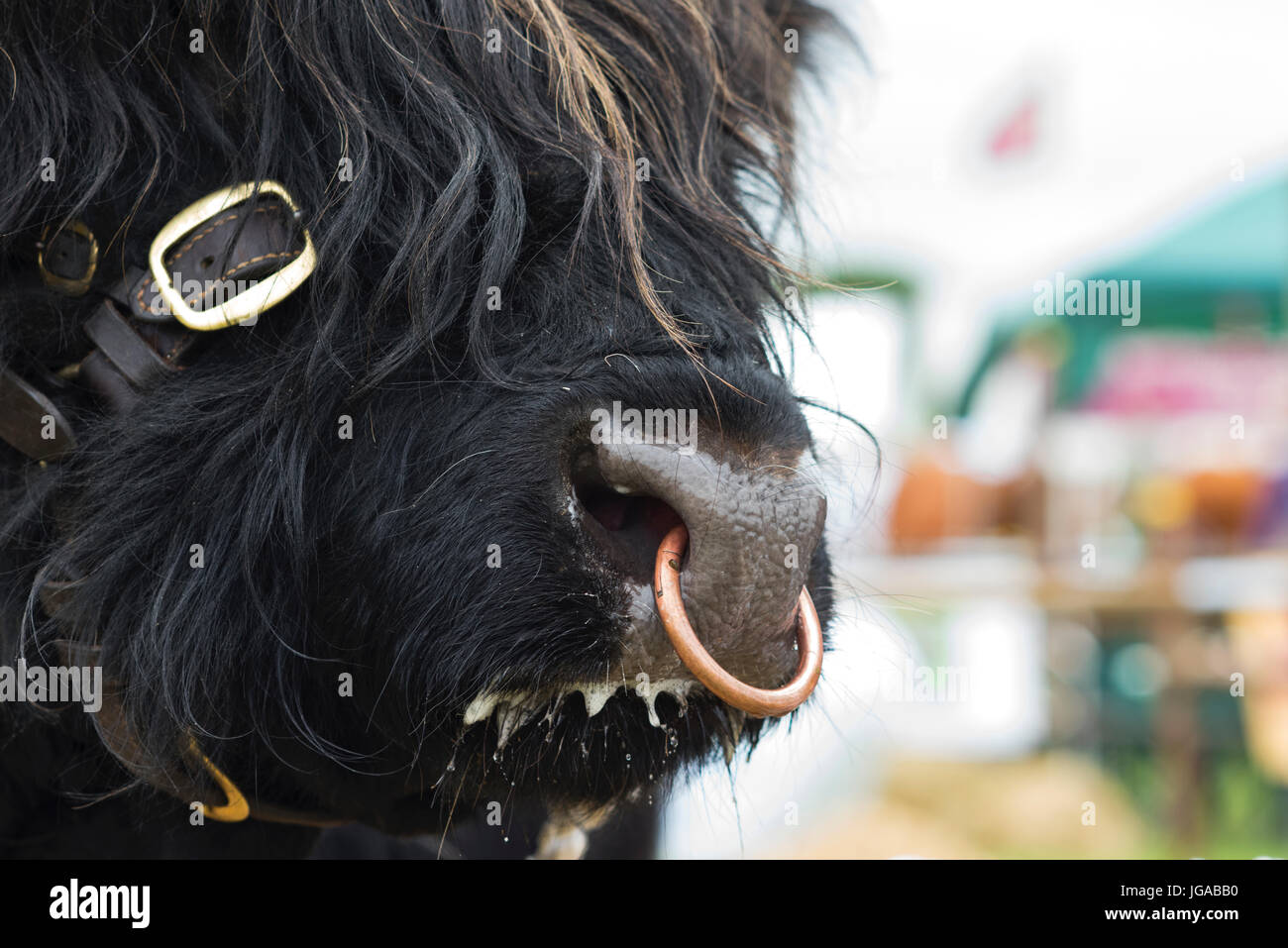 Bos taurus. Nero mucca Highland bull viso e naso anello in mostra a Hanbury paese mostrano, Worcestershire. Regno Unito Foto Stock