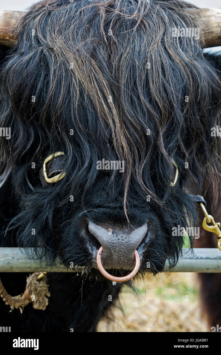 Bos taurus. Nero mucca Highland bull viso e naso anello in mostra a Hanbury paese mostrano, Worcestershire. Regno Unito Foto Stock