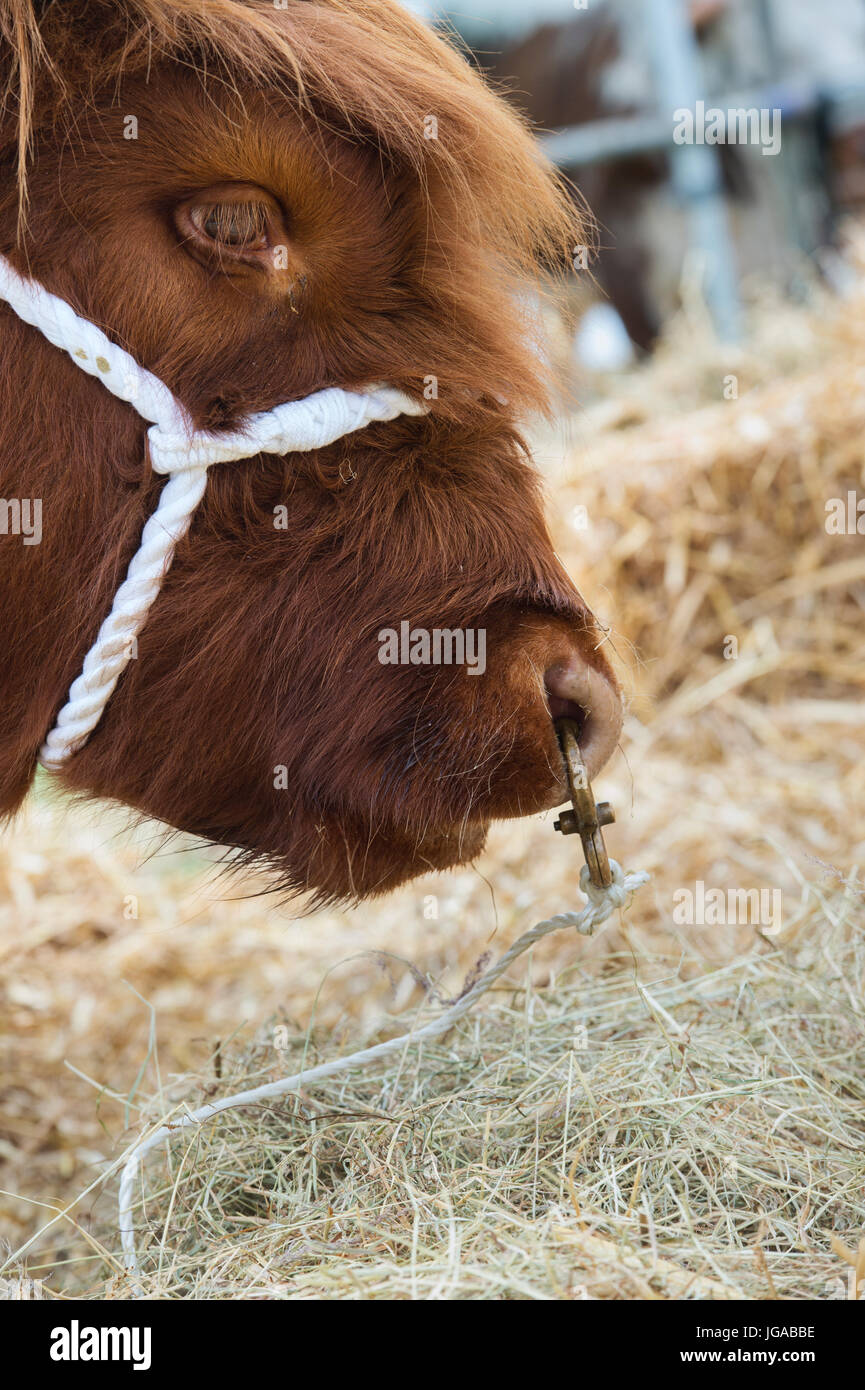 Bos taurus. Nero mucca Highland bull viso e naso anello in mostra a Hanbury paese mostrano, Worcestershire. Regno Unito Foto Stock