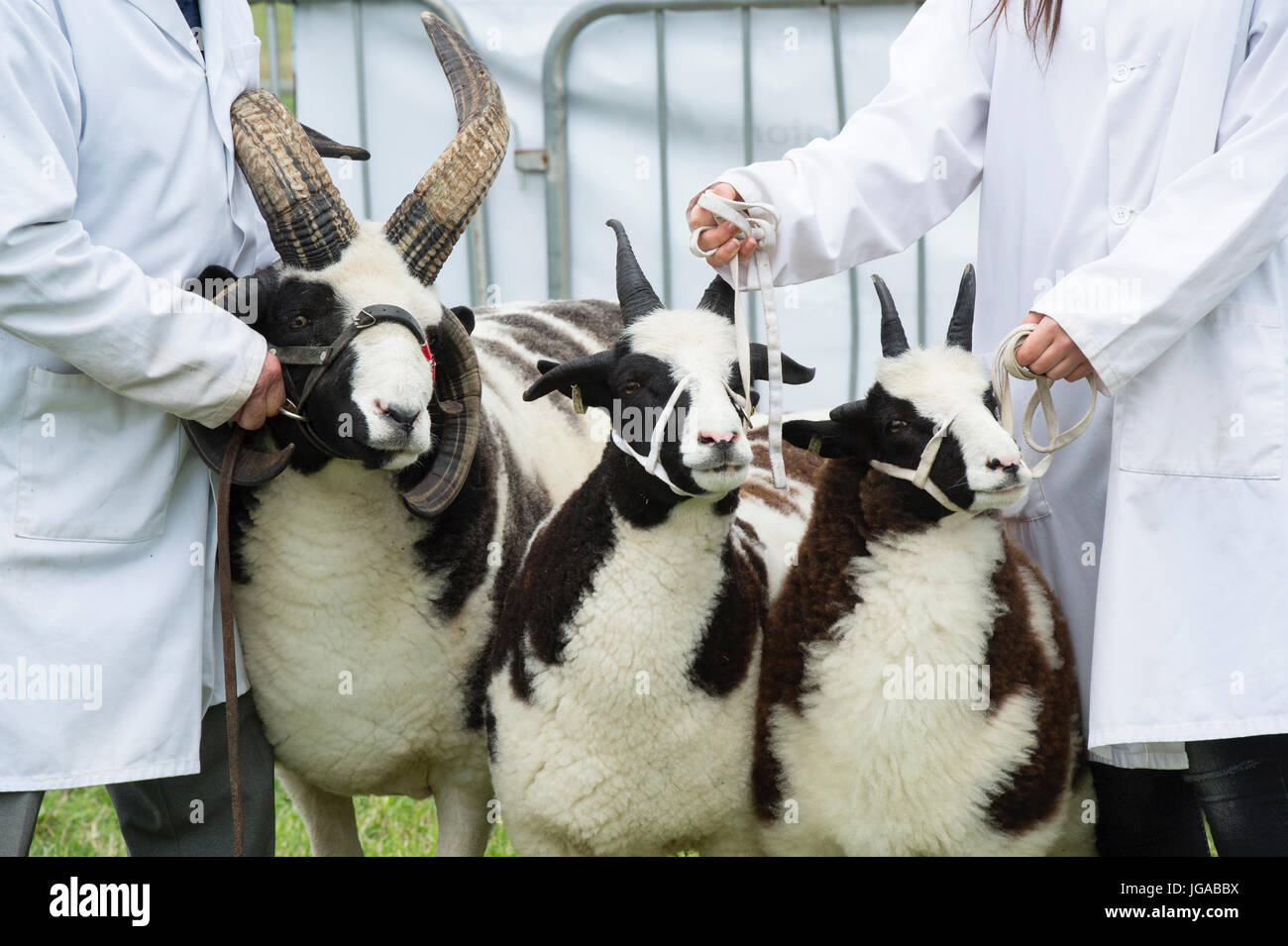 Ovis aries. Jacobs pecore in mostra a Hanbury paese mostrano, Worcestershire. Regno Unito Foto Stock