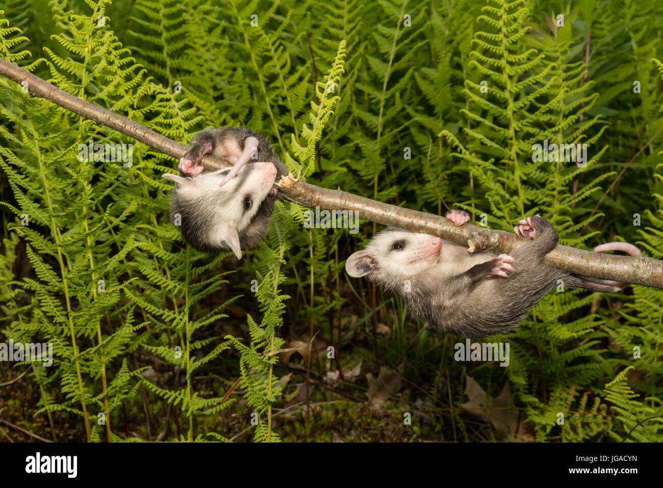 Opossum del bambino Foto Stock