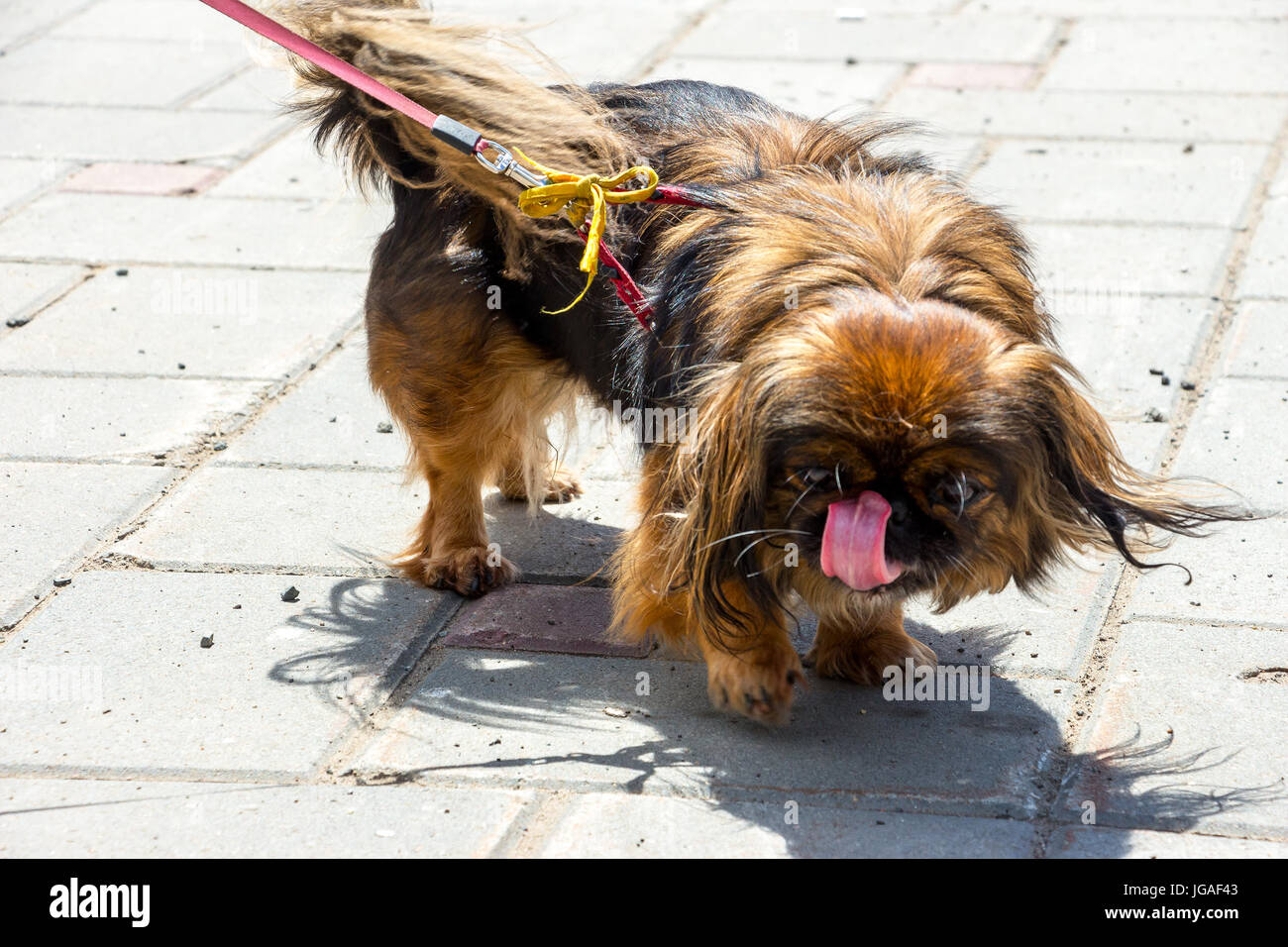 Ritratto Pekingese dog Foto Stock