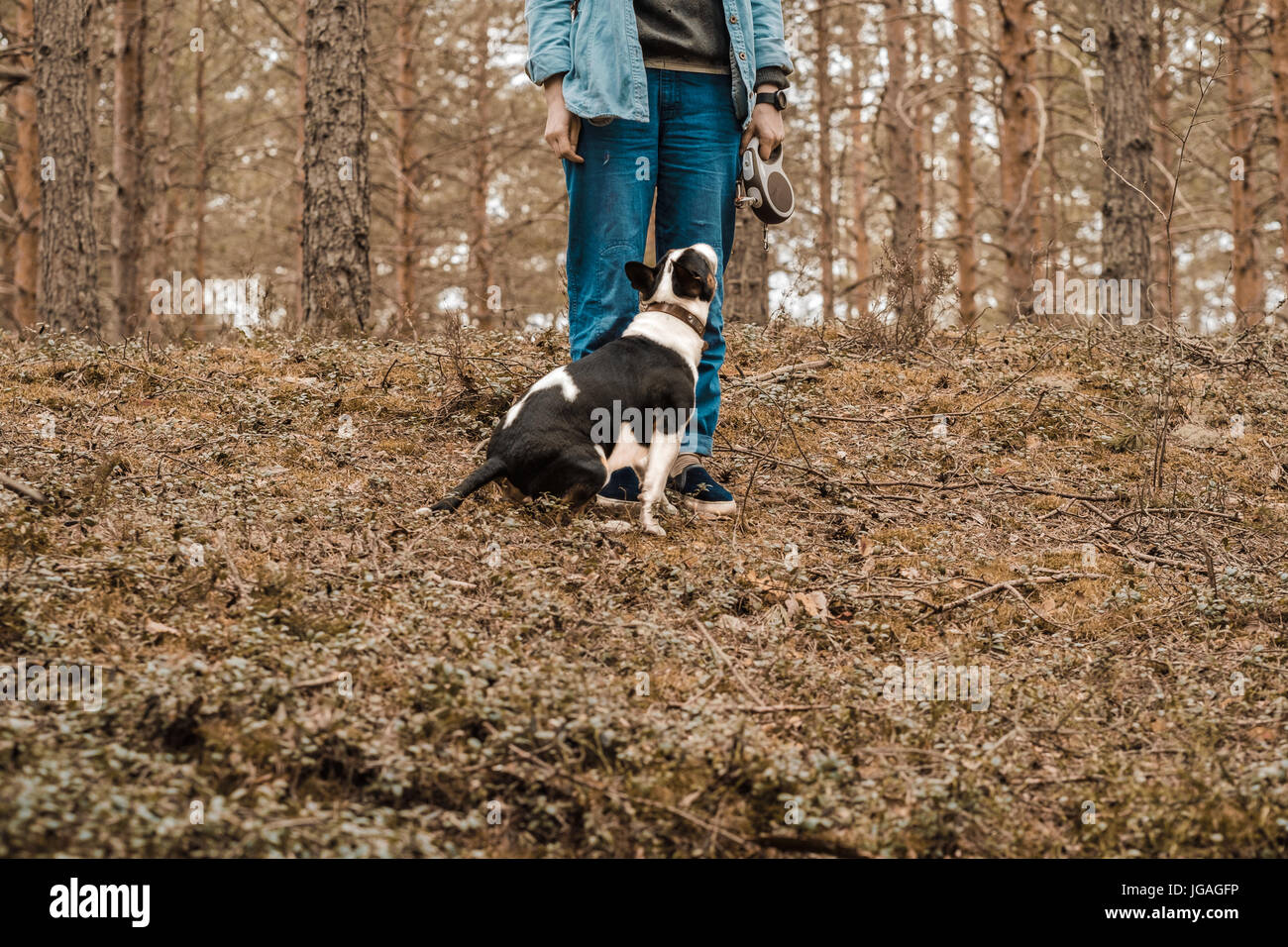Bullterrier cane sulla passeggiata nella foresta Foto Stock