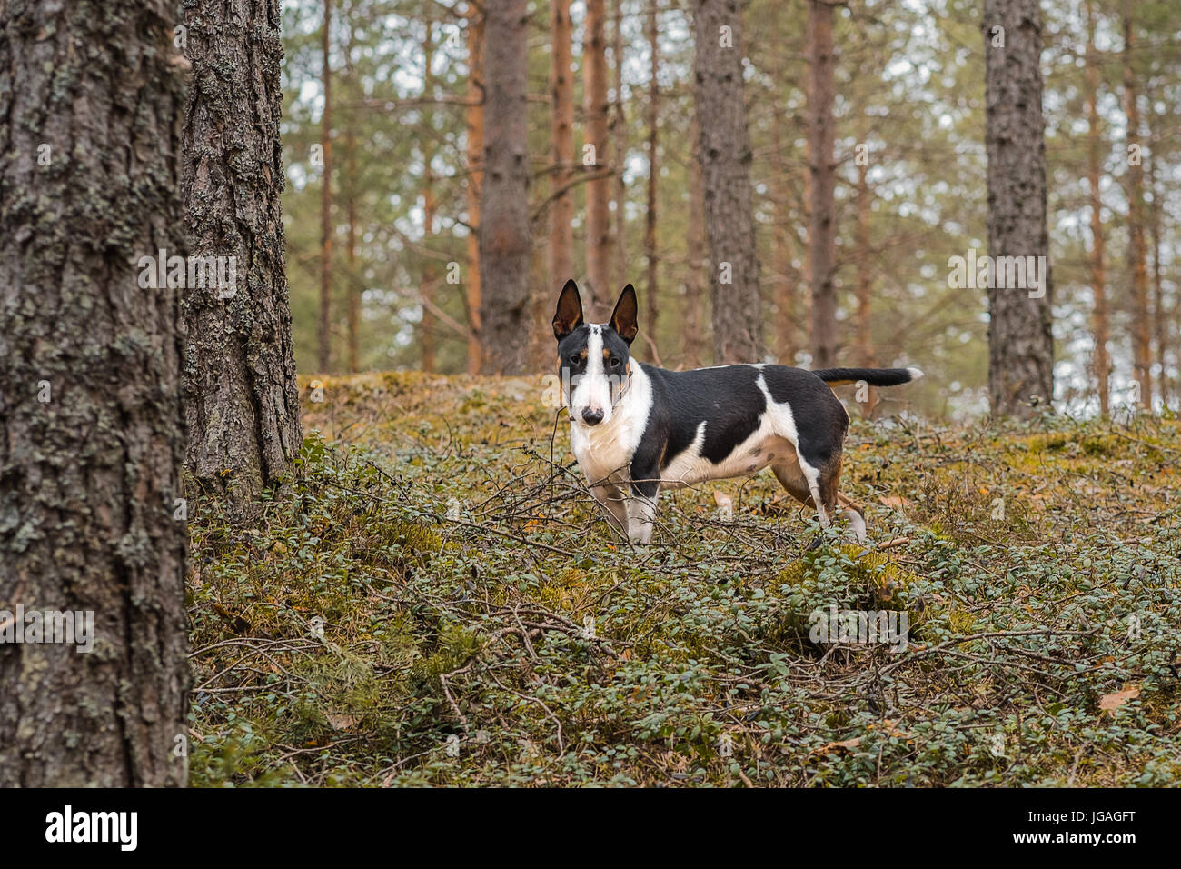 Bullterrier cane sulla passeggiata nella foresta Foto Stock