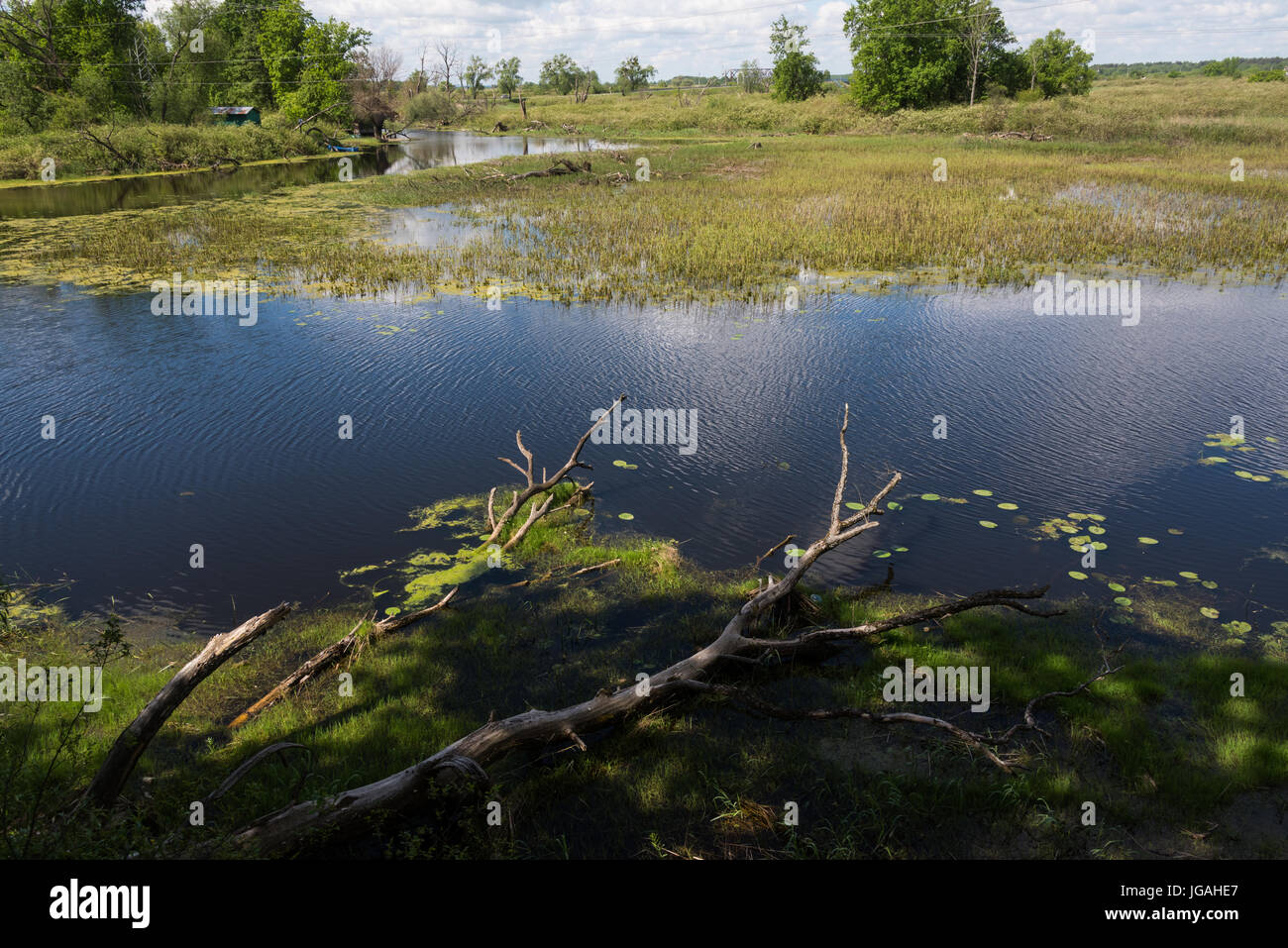 Biebrza National Park Foto Stock