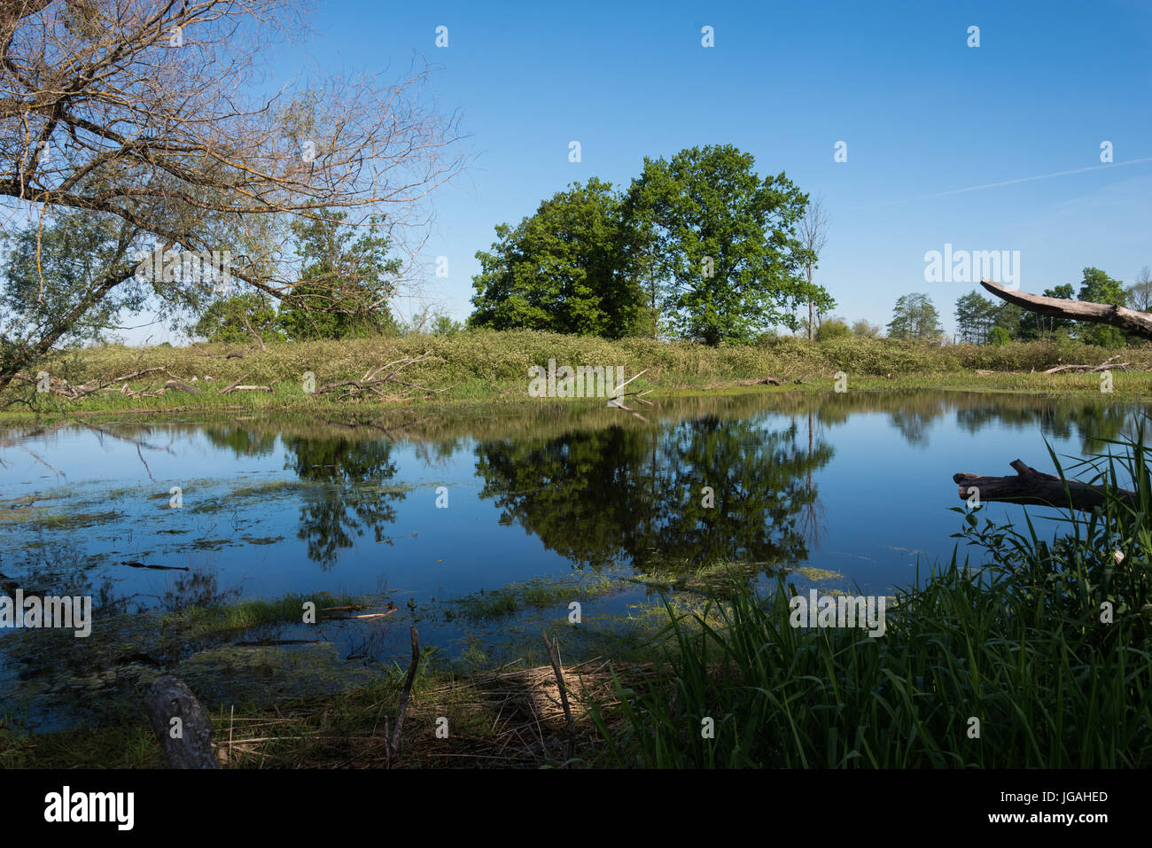 Biebrza National Park Foto Stock