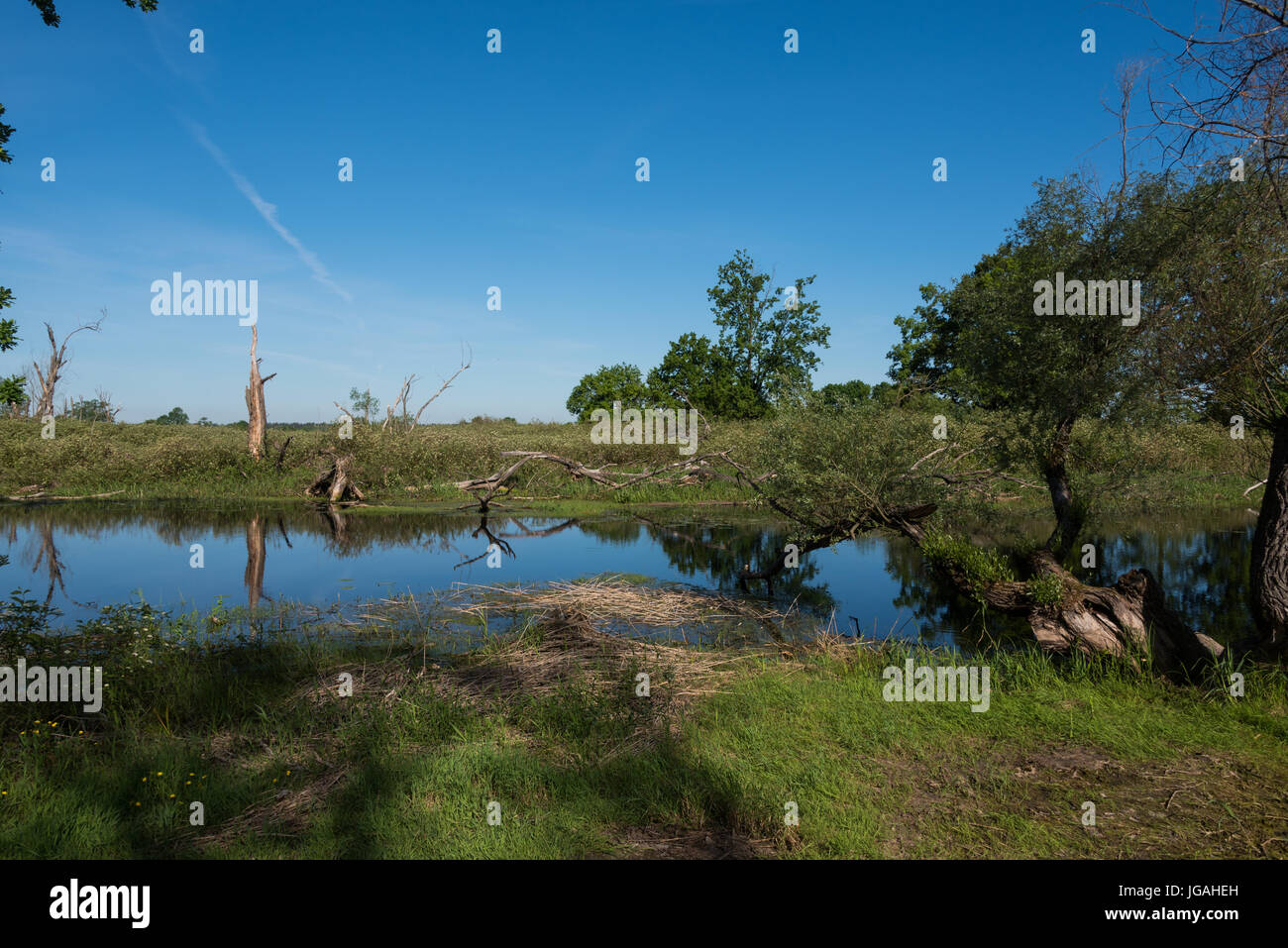 Biebrza National Park Foto Stock