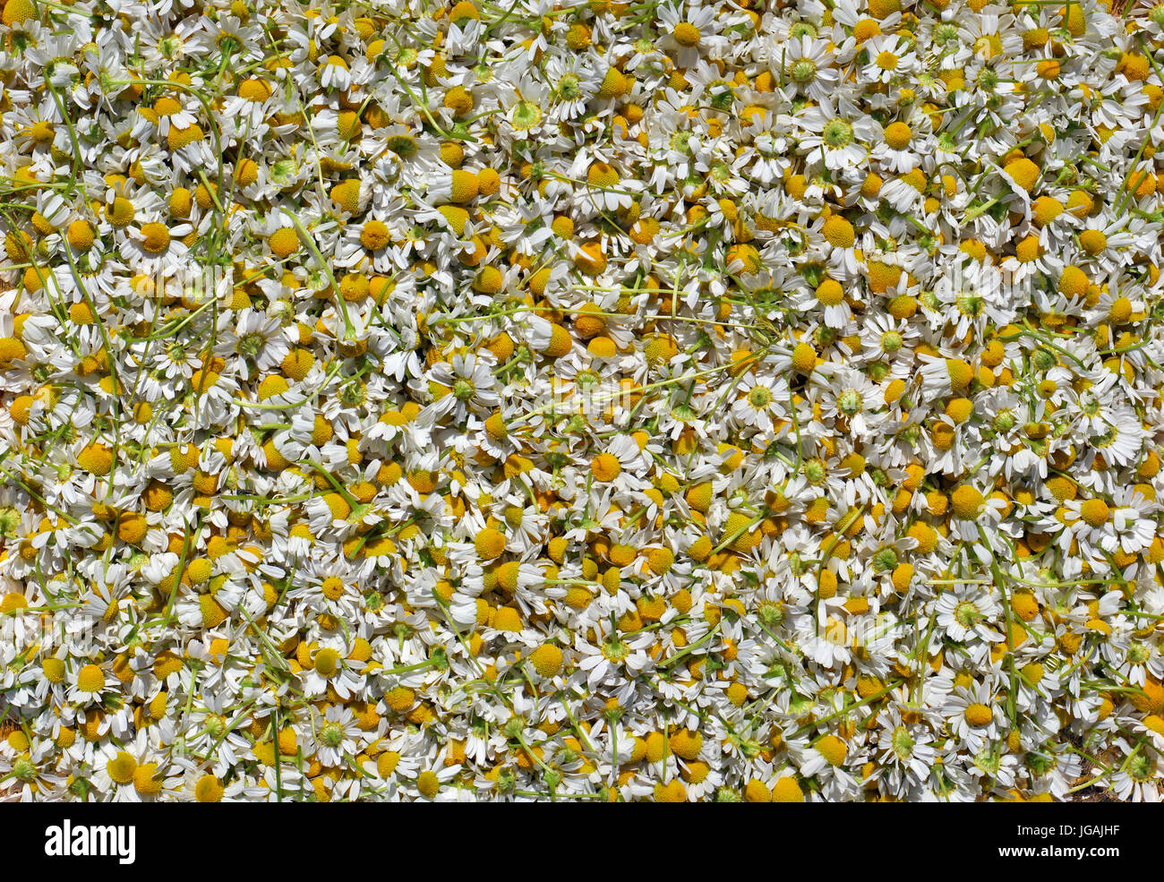 Migliaia piccoli fiori di camomilla medici sono sparse per essiccazione e lavorazione. Foto Stock