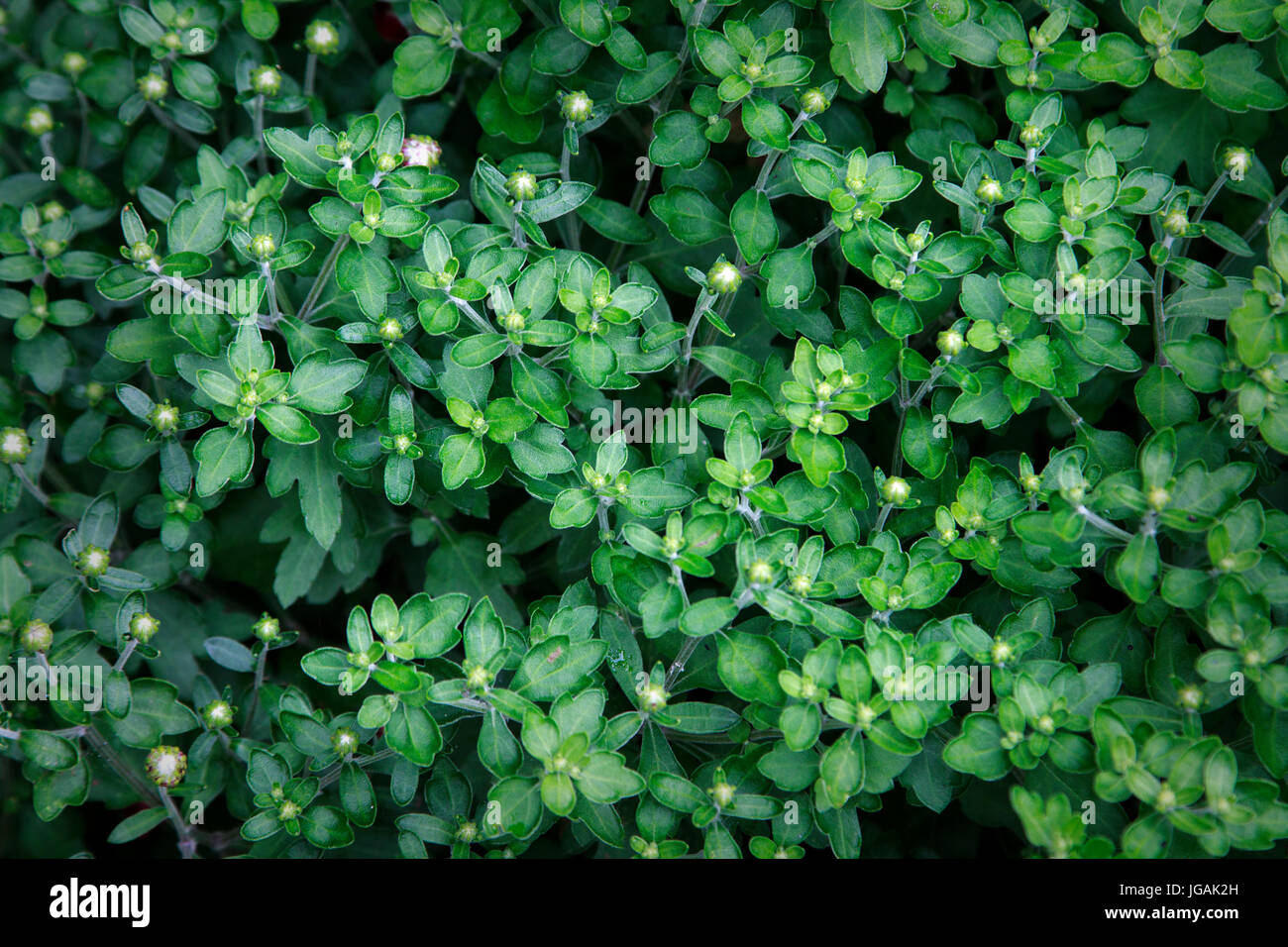 Pianta di crisantemo con boccioli prima fioritura Foto Stock