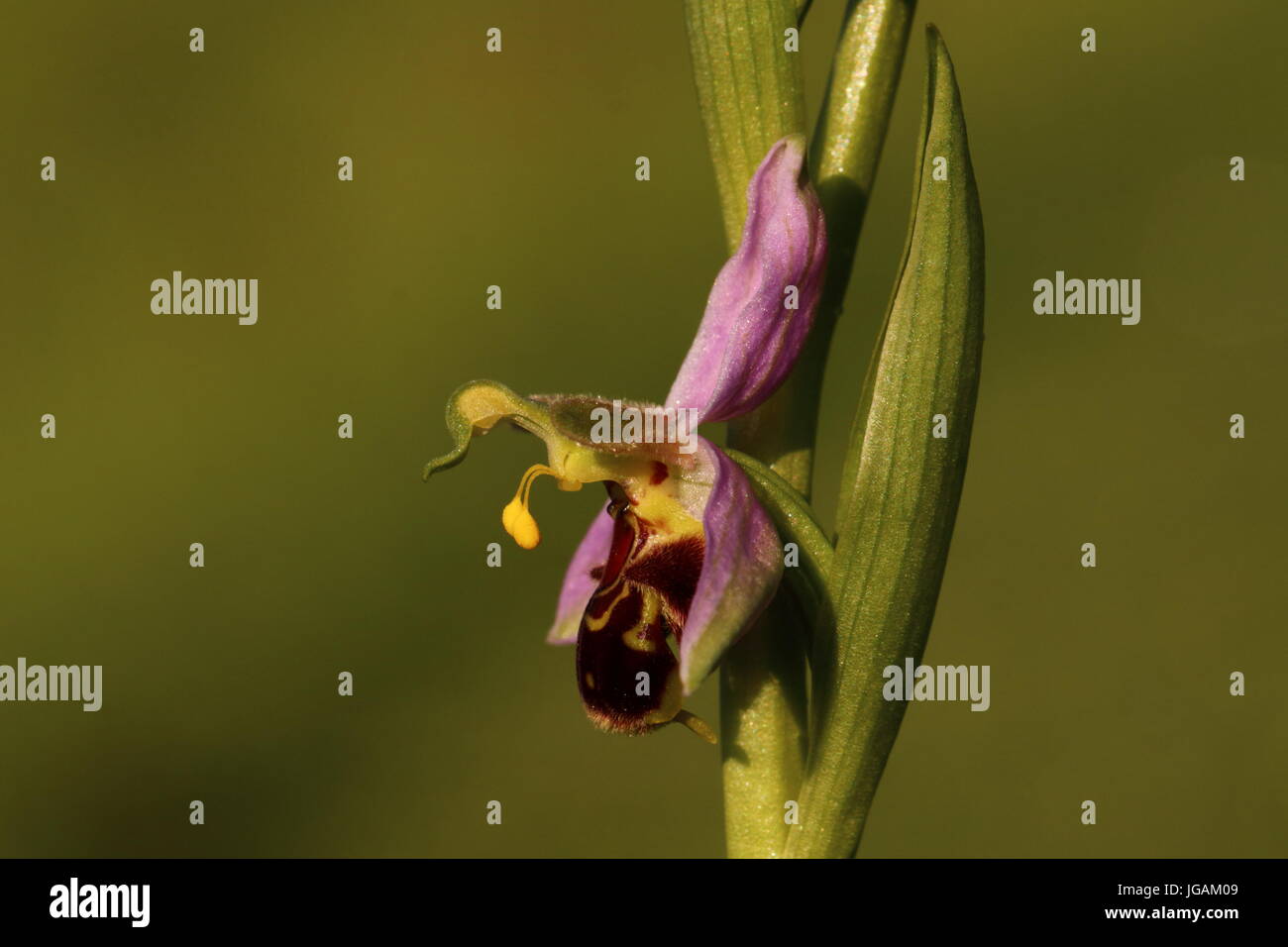 Bee Orchid Foto Stock