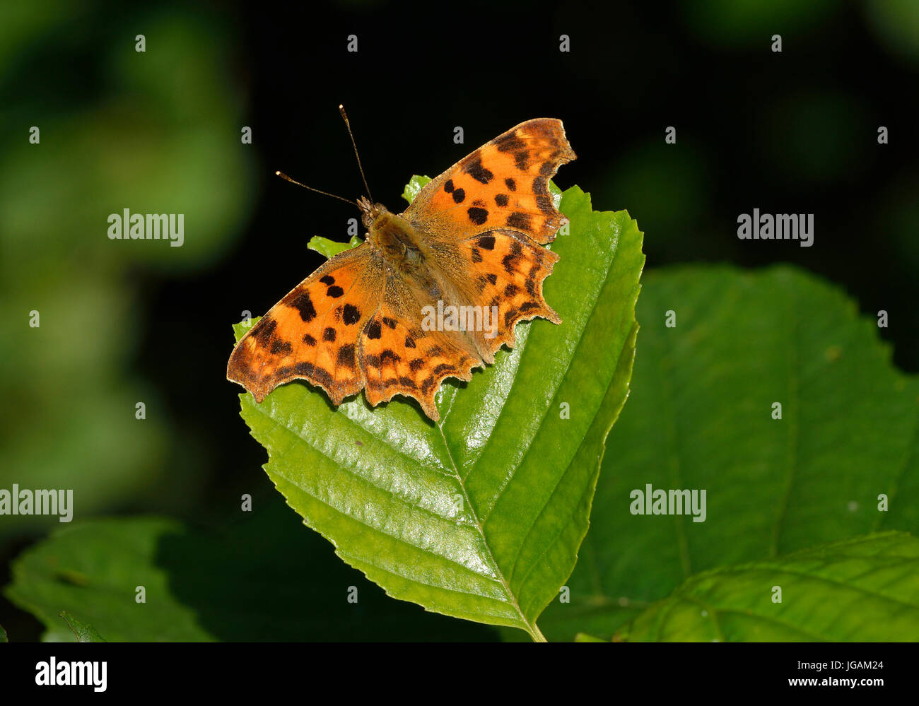 Virgola Butterfly - Polygonia c-album la cattura del sole serale sulla lamina Foto Stock