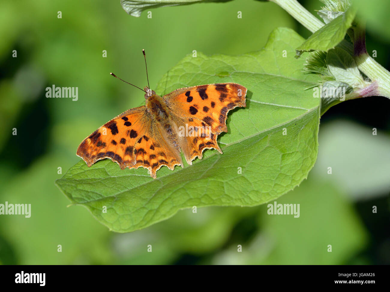 Virgola Butterfly - Polygonia c-album la cattura del sole serale sulla foglia Dock Foto Stock