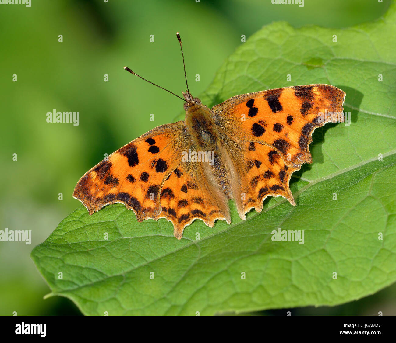 Virgola Butterfly - Polygonia c-album la cattura del sole serale sulla lamina Foto Stock