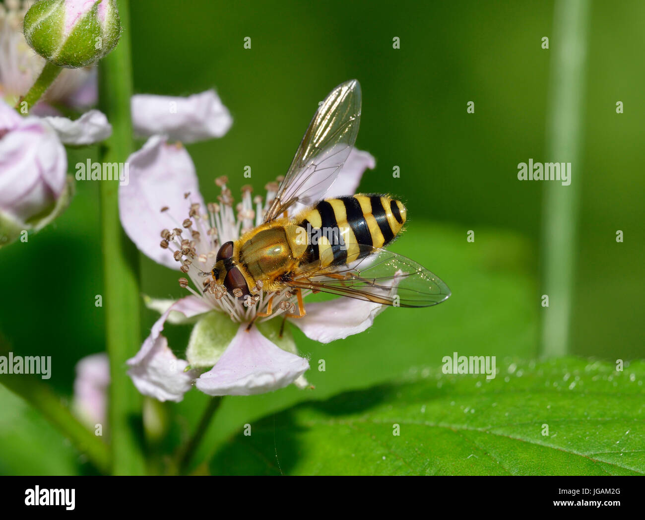Comune Hoverfly nastrati - Syrphus ribesii su rovo fiore Foto Stock