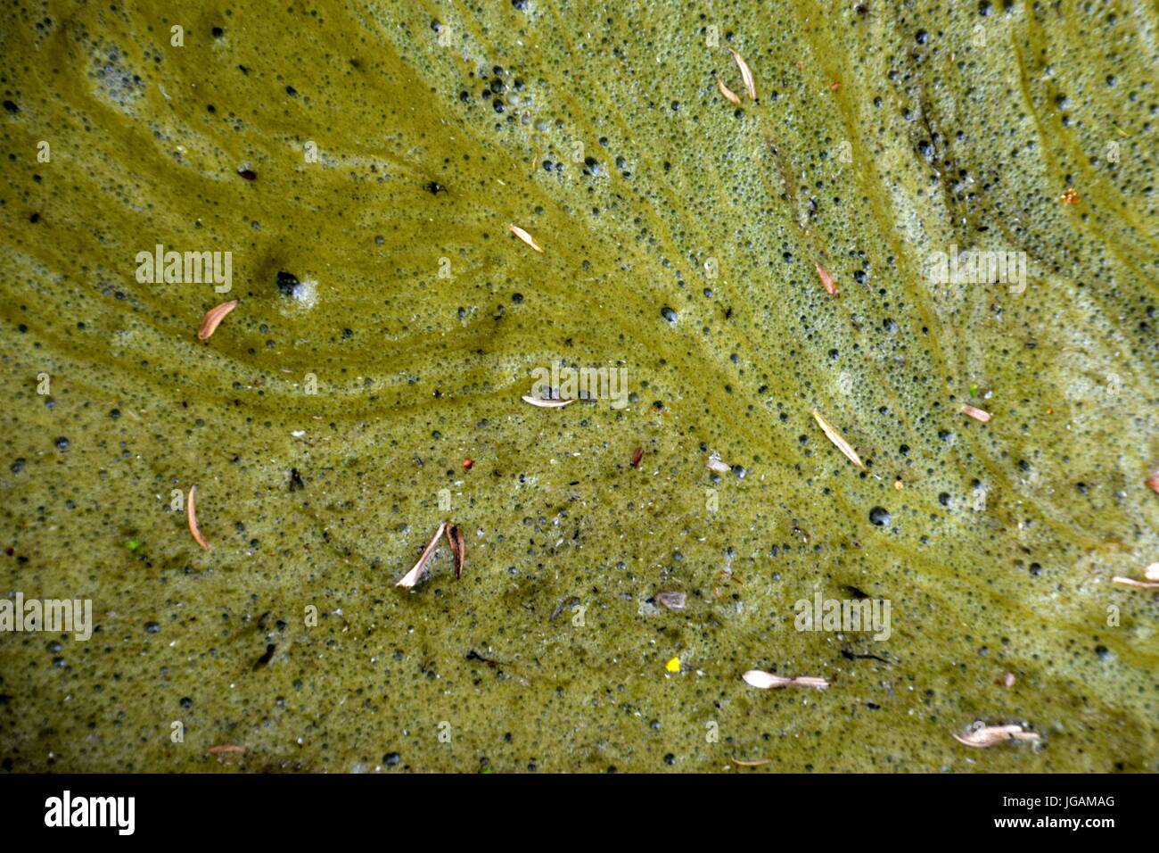 Algen auf einem teich, alghe, alghe verdi Foto Stock