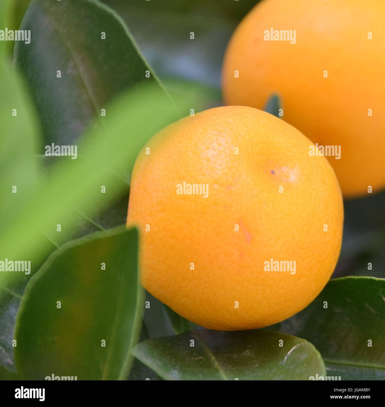Vista ravvicinata di ripe di mandarini in una struttura ad albero Foto Stock