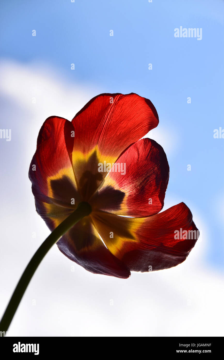 Red tulip contro sfocato cielo nuvoloso, può essere utilizzato per una stagione o di natura pagina del calendario Foto Stock