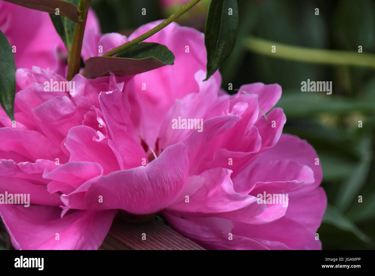 Rosa peonia fioriscono lungo una cornice di legno, contro lo sfondo di colore verde, si può usare per un estate calendario pagina Foto Stock
