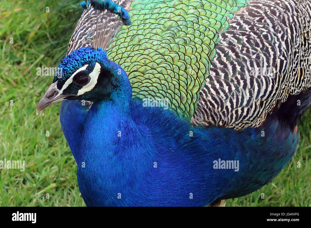 La Fota Wildlife Park, Fota, Irlanda Foto Stock