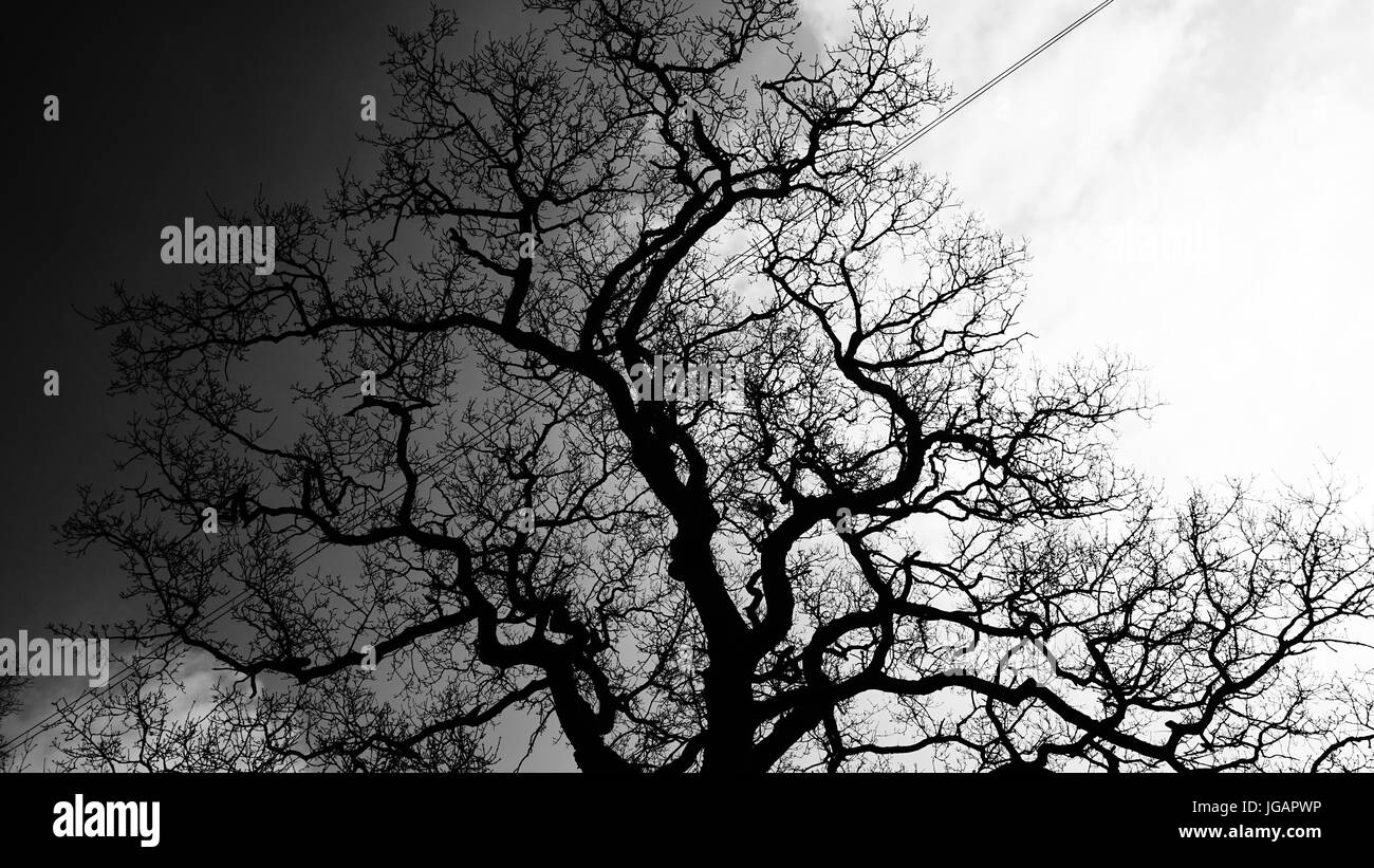 albero bianco e nero Foto Stock