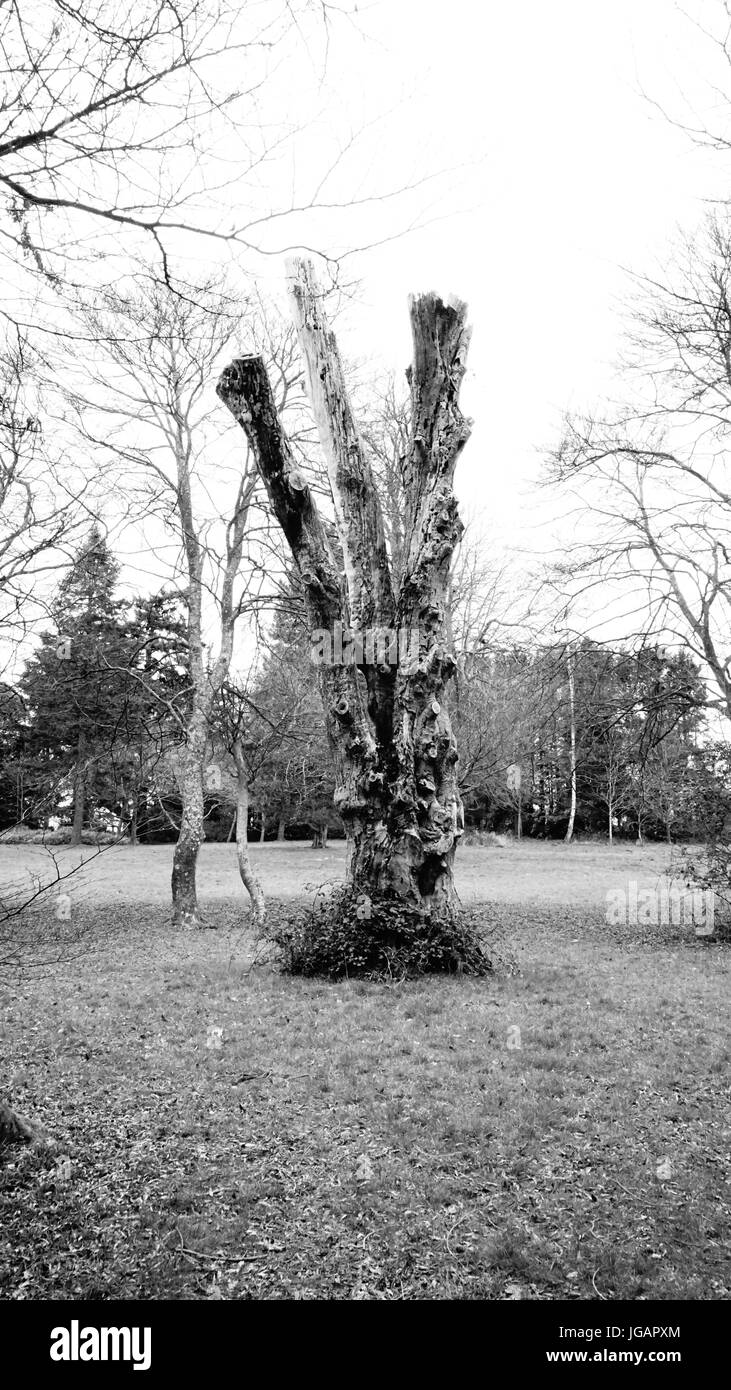 albero bianco e nero Foto Stock