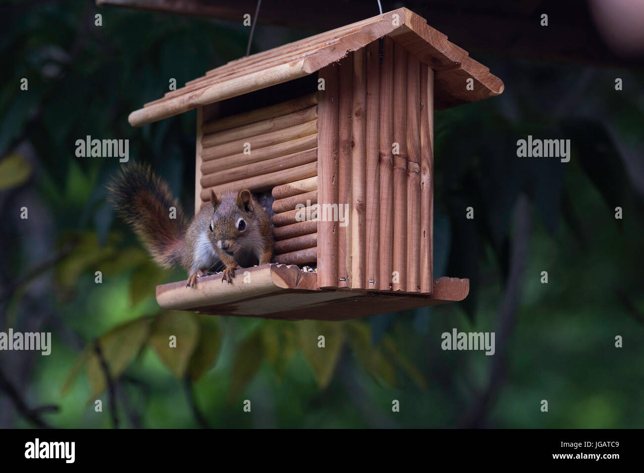 Impertinente scoiattolo rosso su Bird Feeder Foto Stock