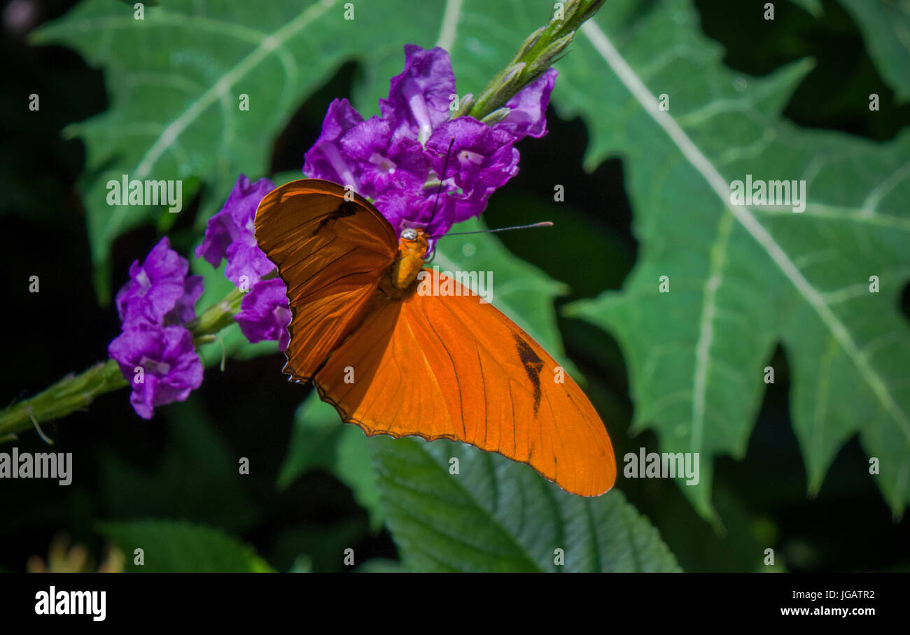 Farfalla in giardino, impollinatori, appoggiata sul fiore, foglia Foto Stock