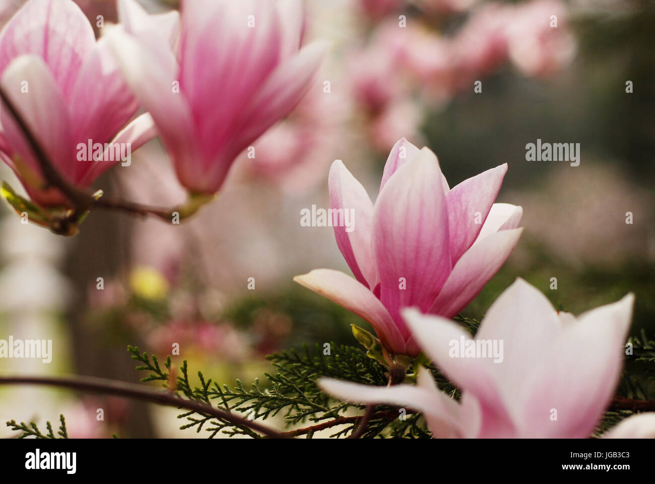 Fiori di Magnolia blossom Foto Stock