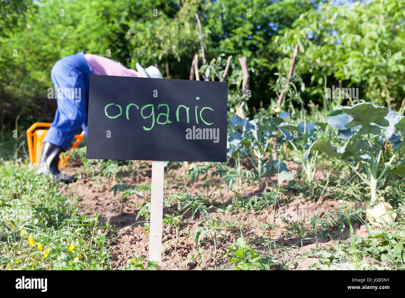 Agricoltore lavora nell'orto biologico Foto Stock