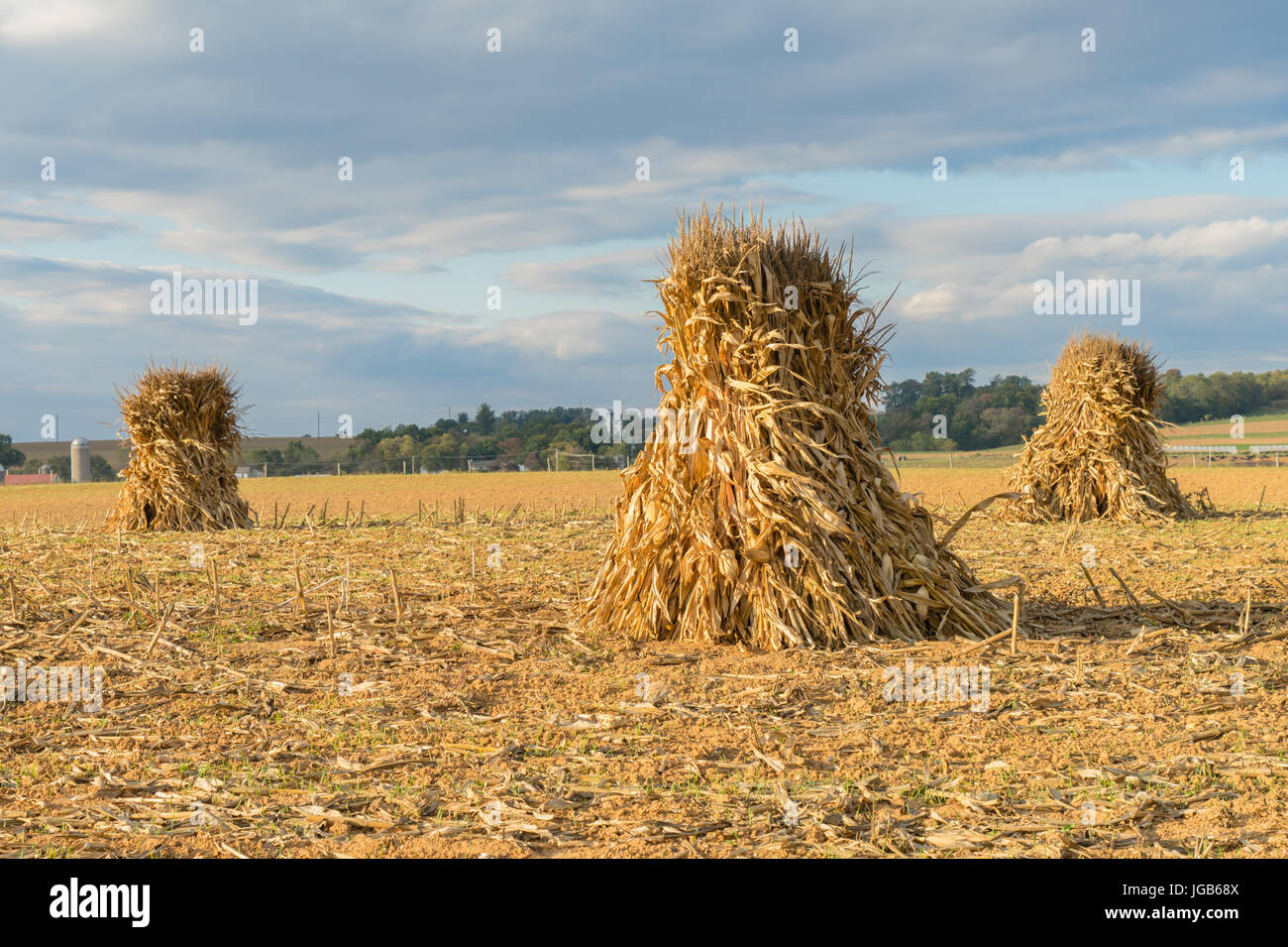 Gli shock di mais o di pile nel campo di fattoria durante il raccolto in Lancaster County, Pennsylvania Foto Stock