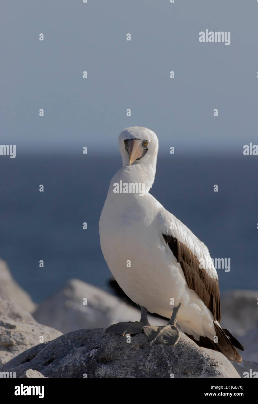 Nazca booby (sula granti) ritratto, Punta Suarez, Espanola, isole Galapagos Foto Stock