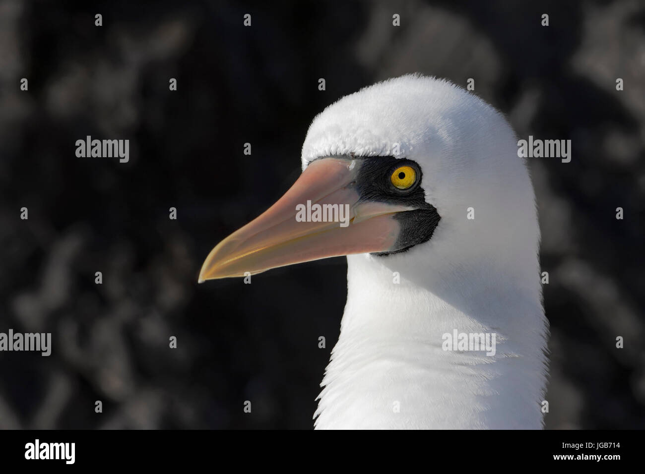 Nazca booby (sula granti) ritratto, Punta Suarez, Espanola, isole Galapagos Foto Stock