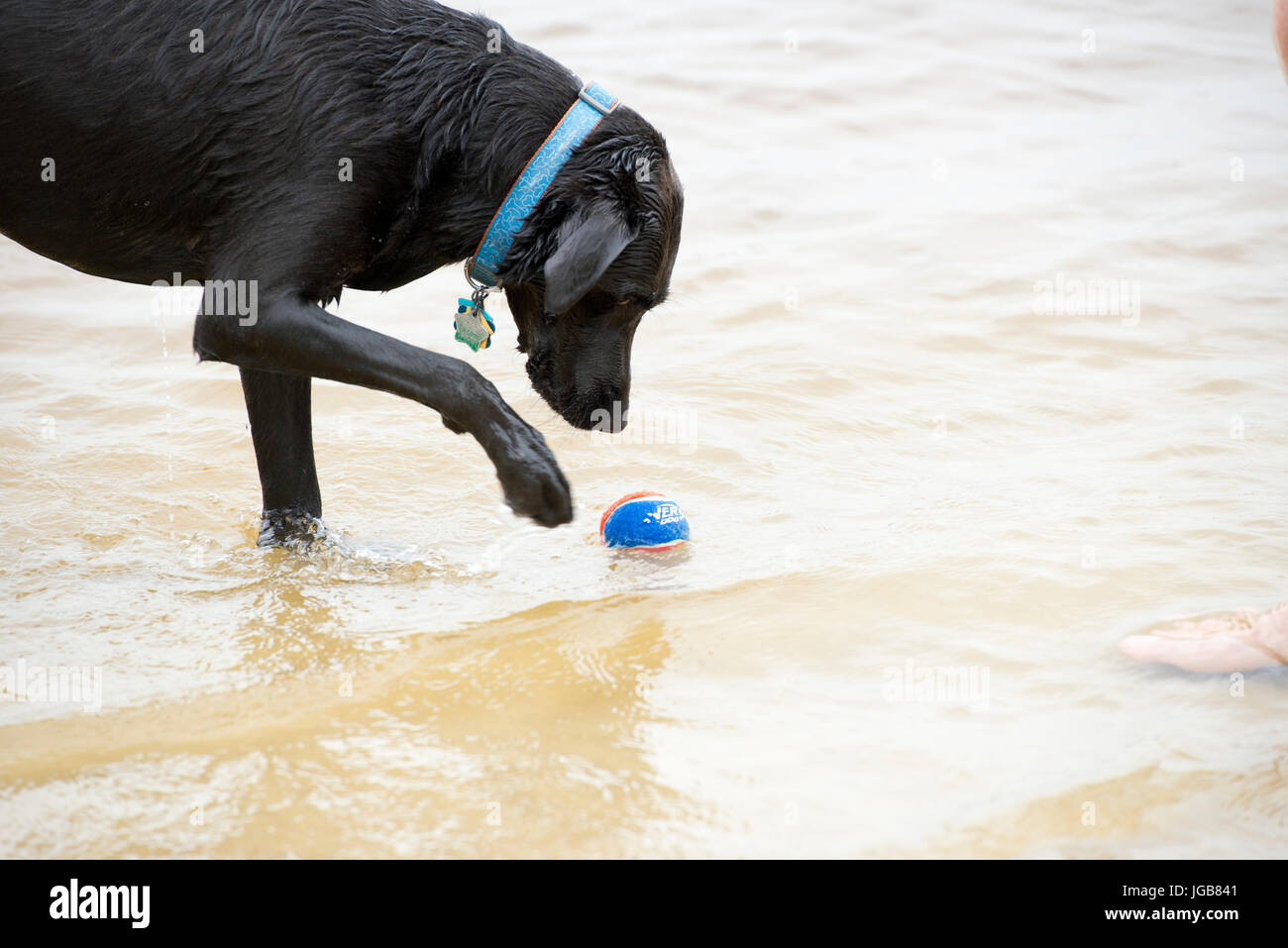 Il Labrador nero cane con una palla da tennis schizzi in acqua Foto Stock