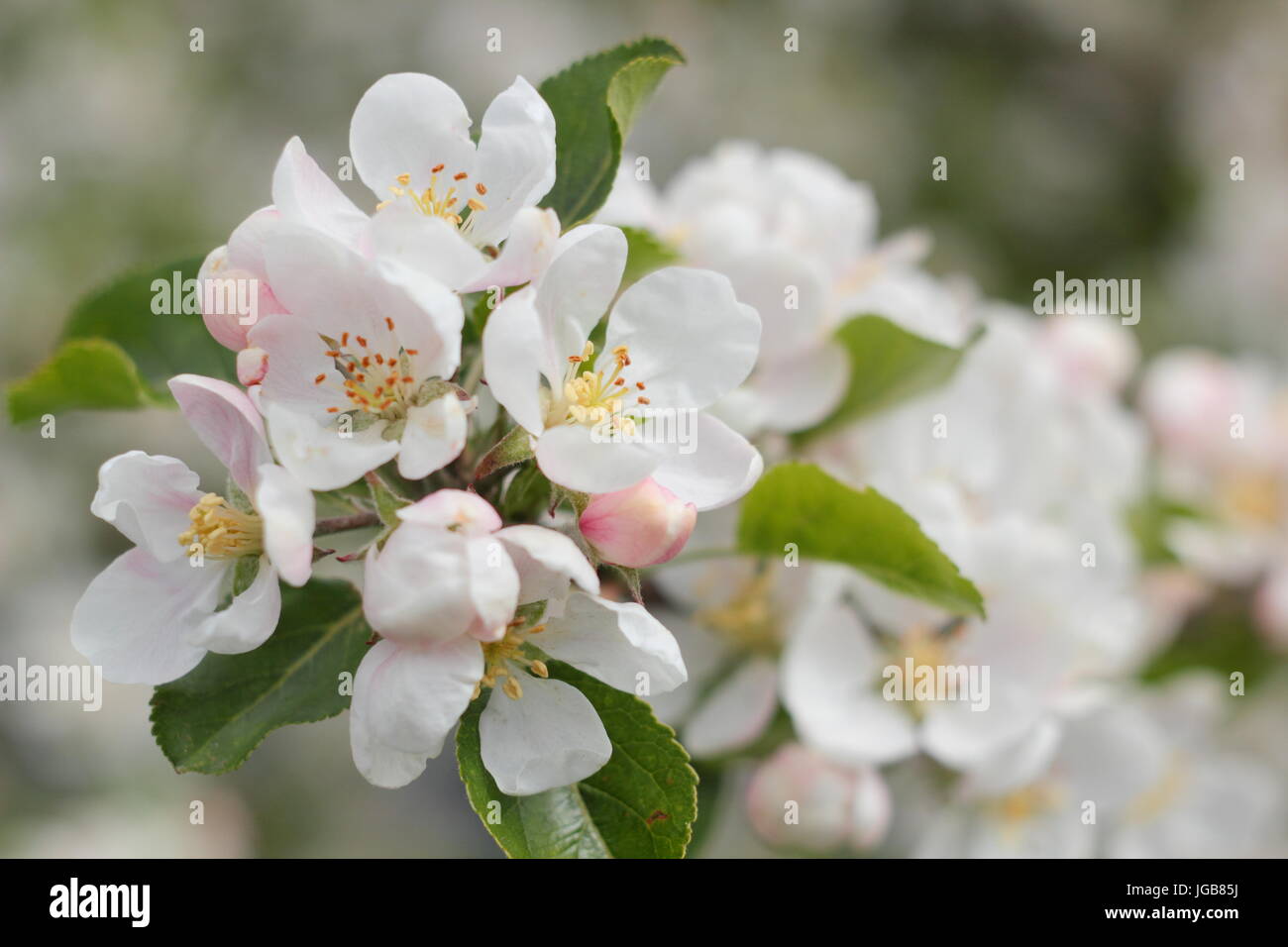 Malus domestica 'scoperta','Apple Blossom in piena fioritura in un inglese antico frutteto di inizio estate (maggio), Regno Unito Foto Stock