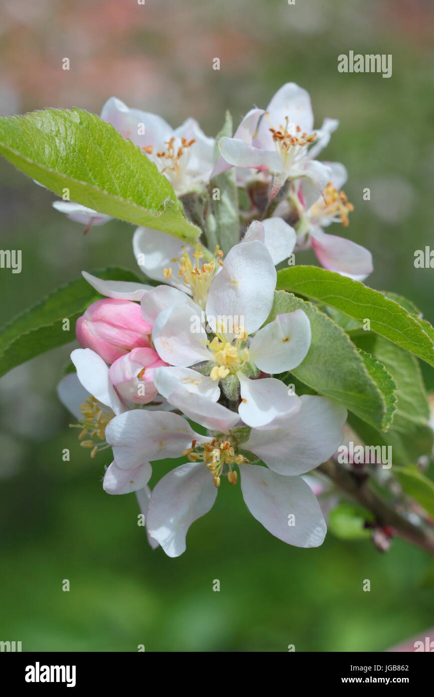 Malus domestica " Katy','Apple Blossom in piena fioritura in un tradizionale inglese orchard a inizio estate (maggio), Regno Unito Foto Stock