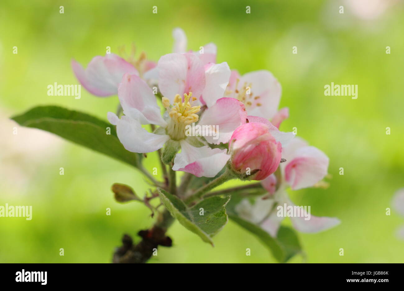 Malus " Yorkshire aromatic','Apple Blossom in piena fioritura in un tradizionale inglese orchard a inizio estate (maggio), Regno Unito Foto Stock